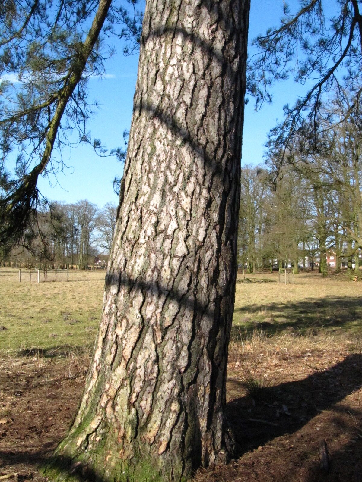 Pinus nigra - Wildpark Dülmen - März 2025