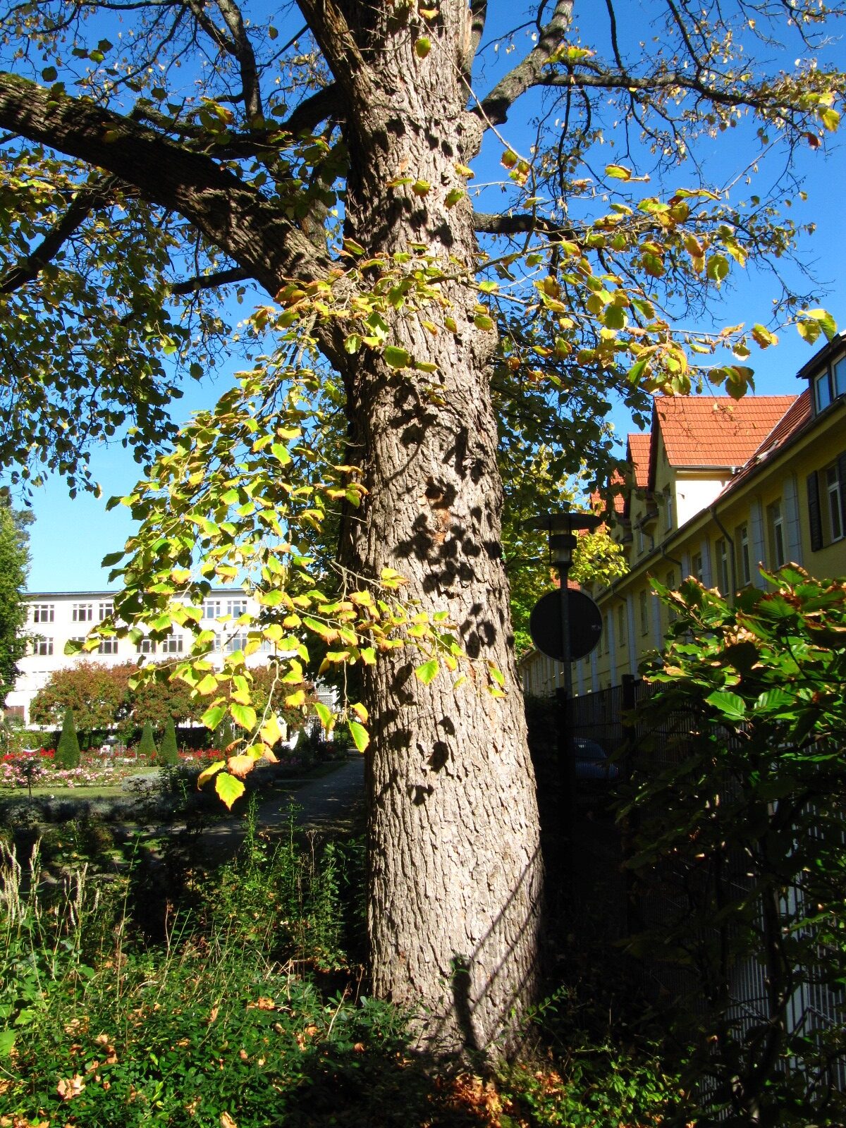 Corylus colurna - Rosengarten Aschersleben - Oktober 2025