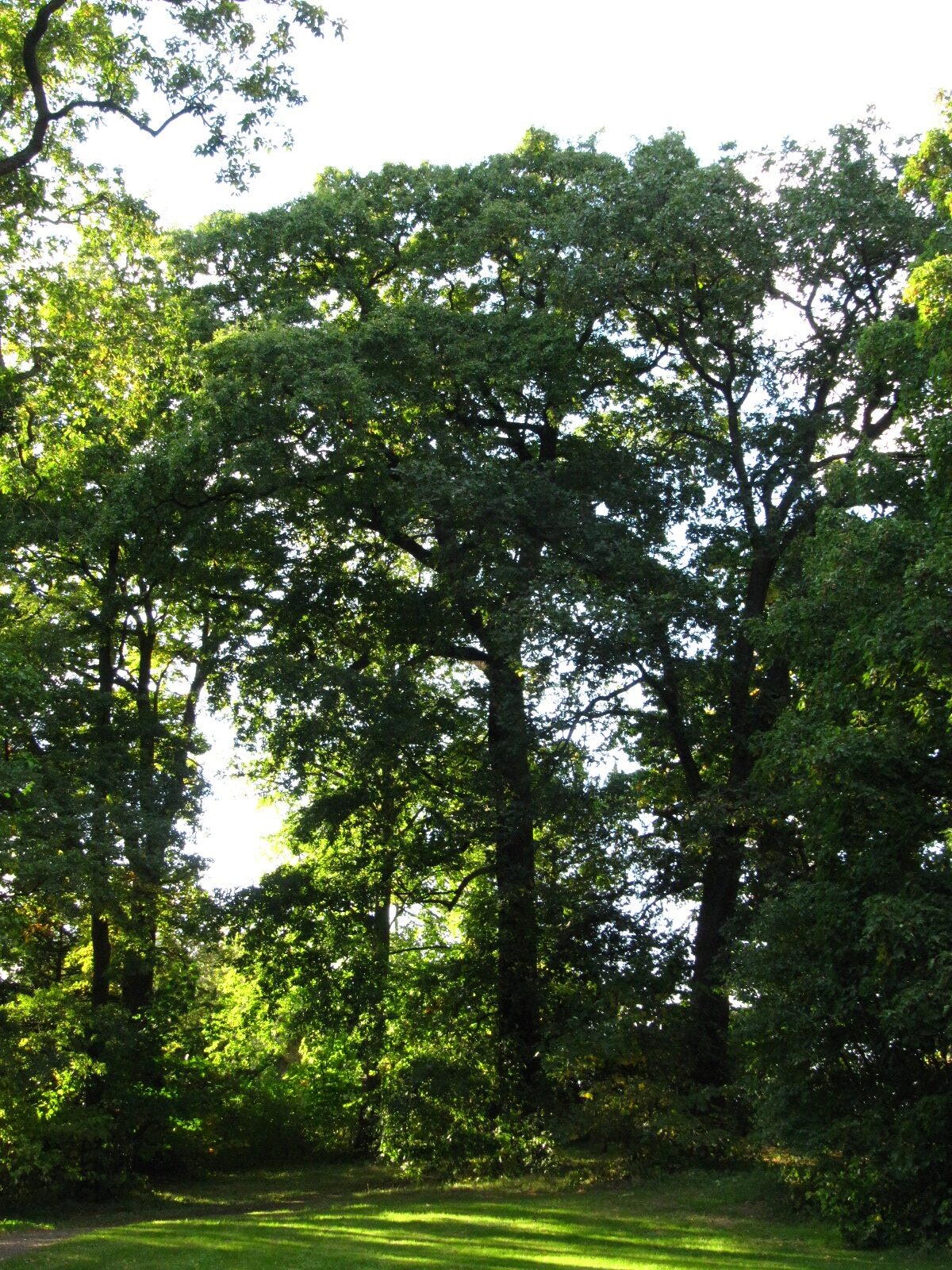 Quercus cerris - Schlosspark Destedt - Sept. 2025