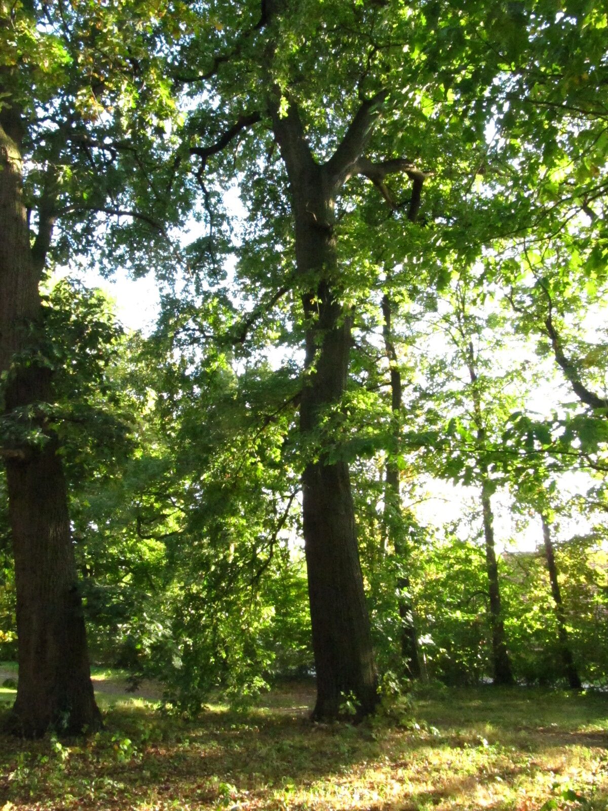 Quercus cerris - Schlosspark Destedt - Sept. 2025