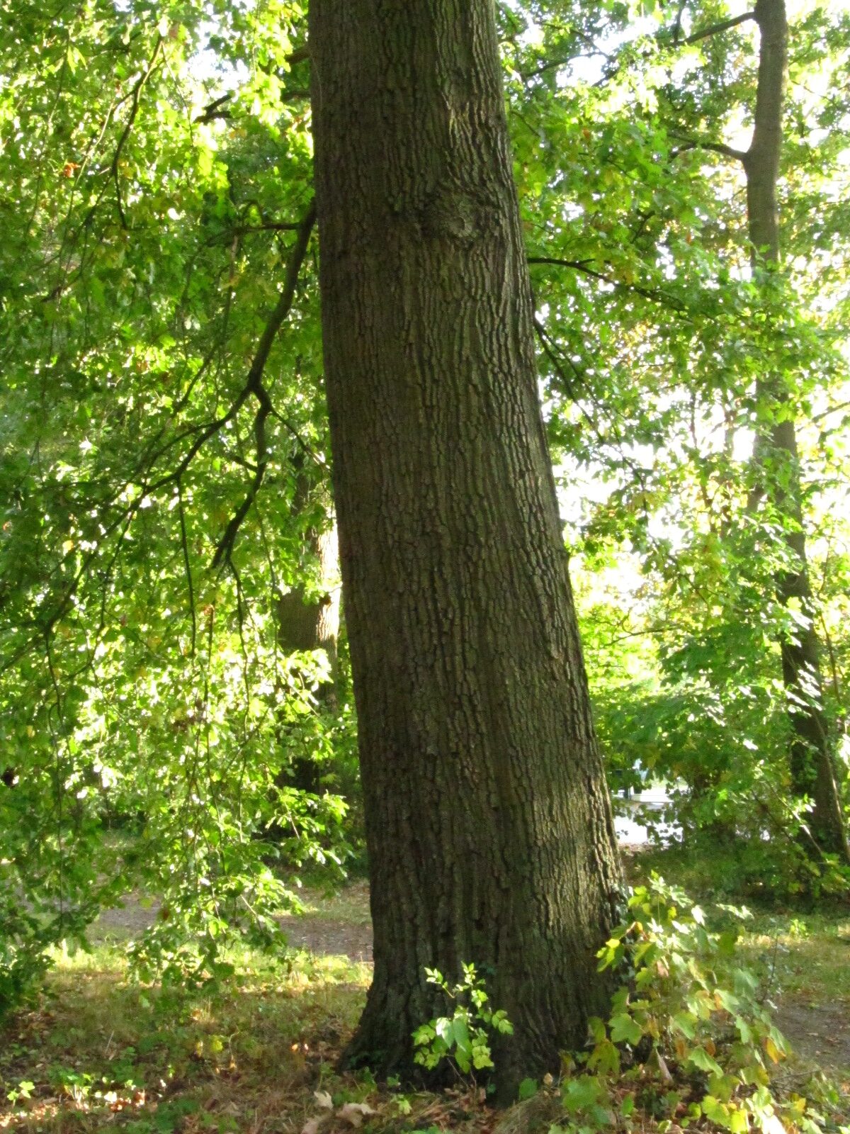 Quercus cerris - Schlosspark Destedt - Sept. 2025