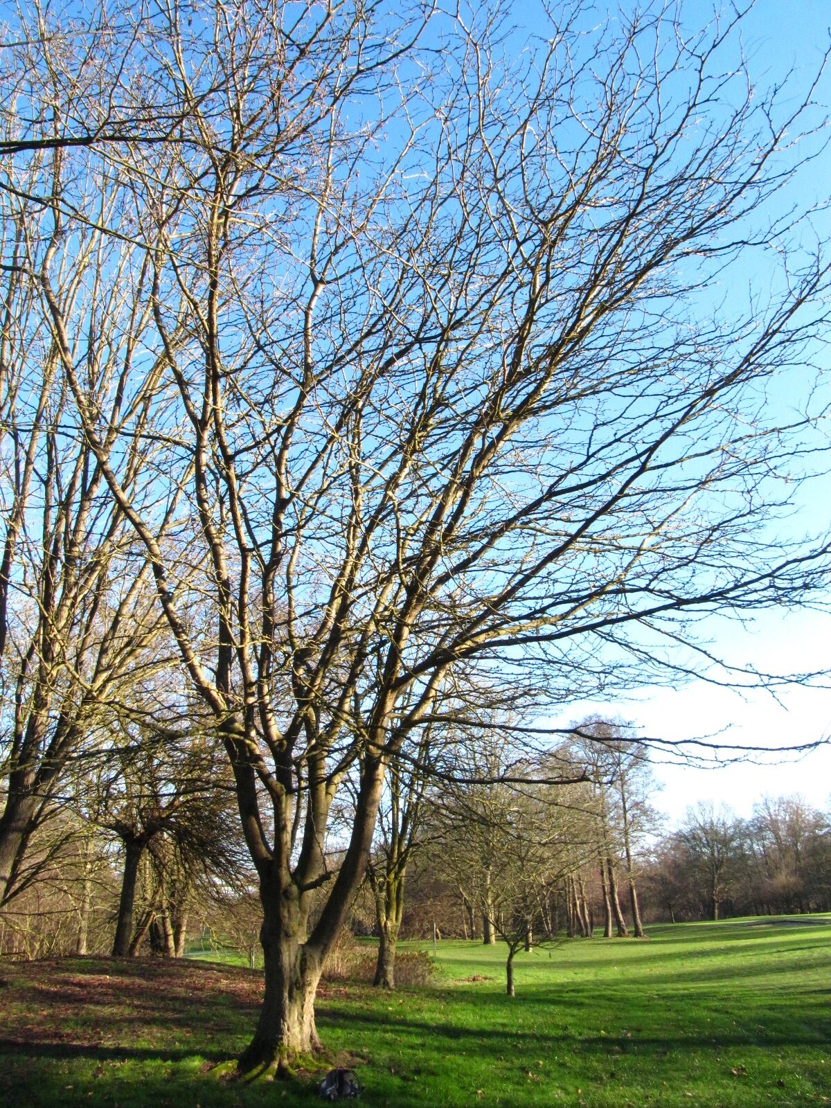 caspia Gleditsia