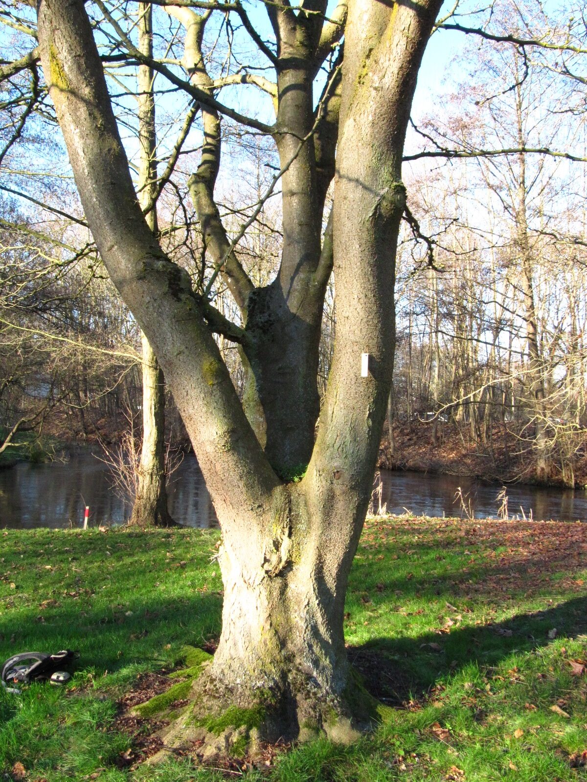 Gleditsia caspia - Iken Arboretum HB-Oberneuland - Dez. 2025