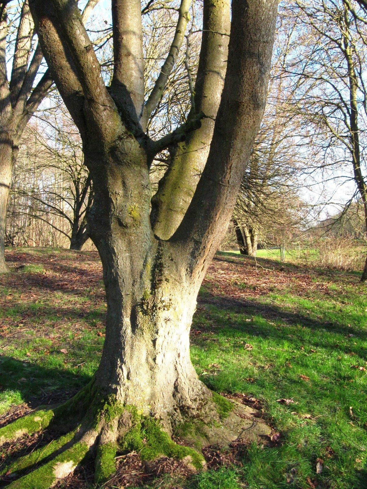 Gleditsia caspia - Iken Arboretum HB-Oberneuland - Dez. 2025