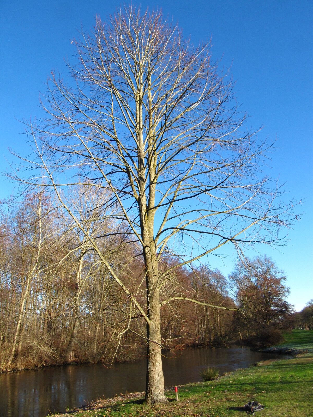 heterophylla Tilia