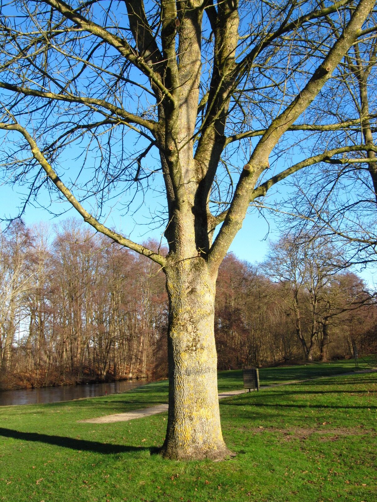 Fraxinus latifolia - Iken Arboretum HB-Oberneuland - Dez. 2025