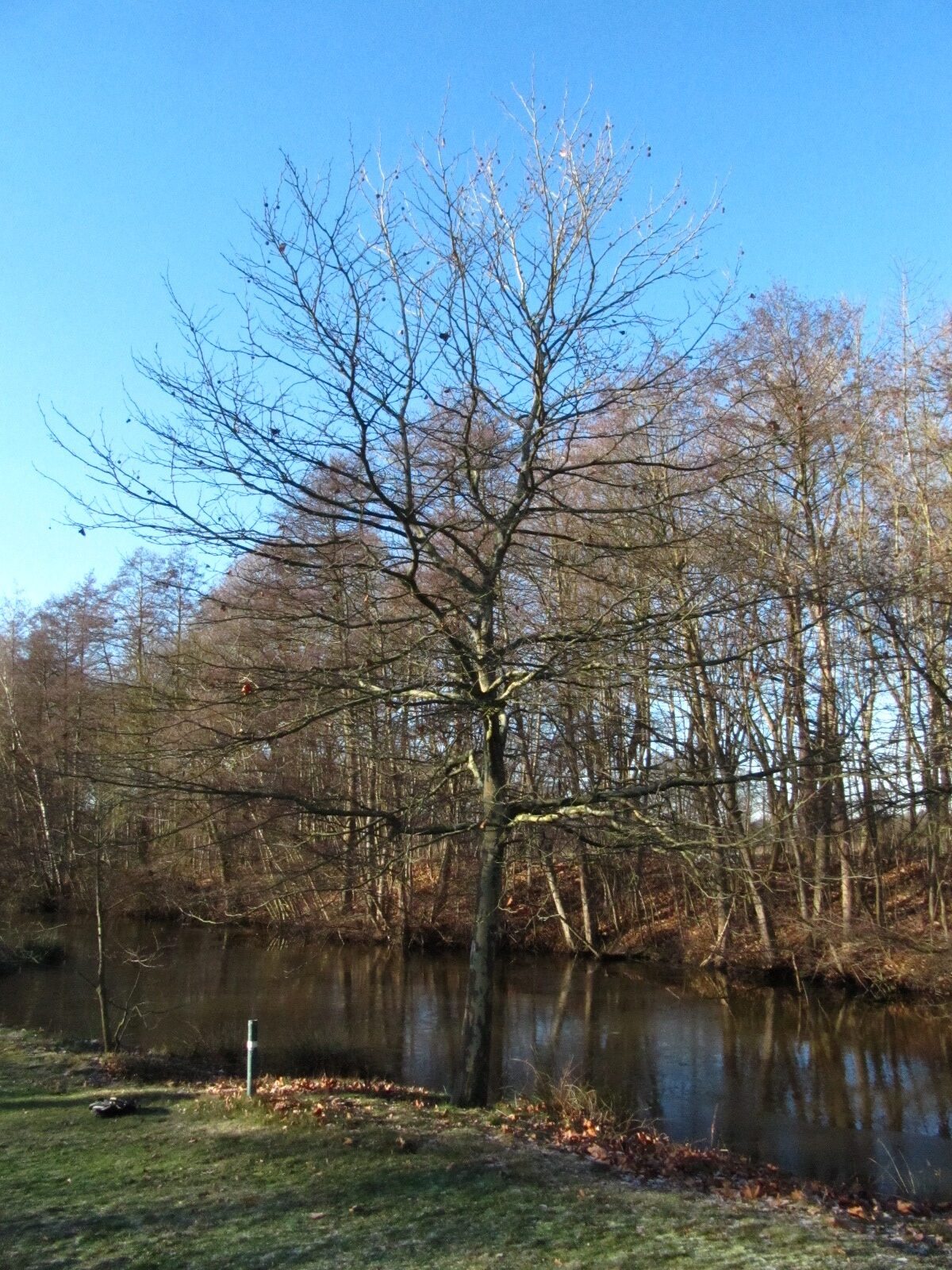 occidentalis Platanus