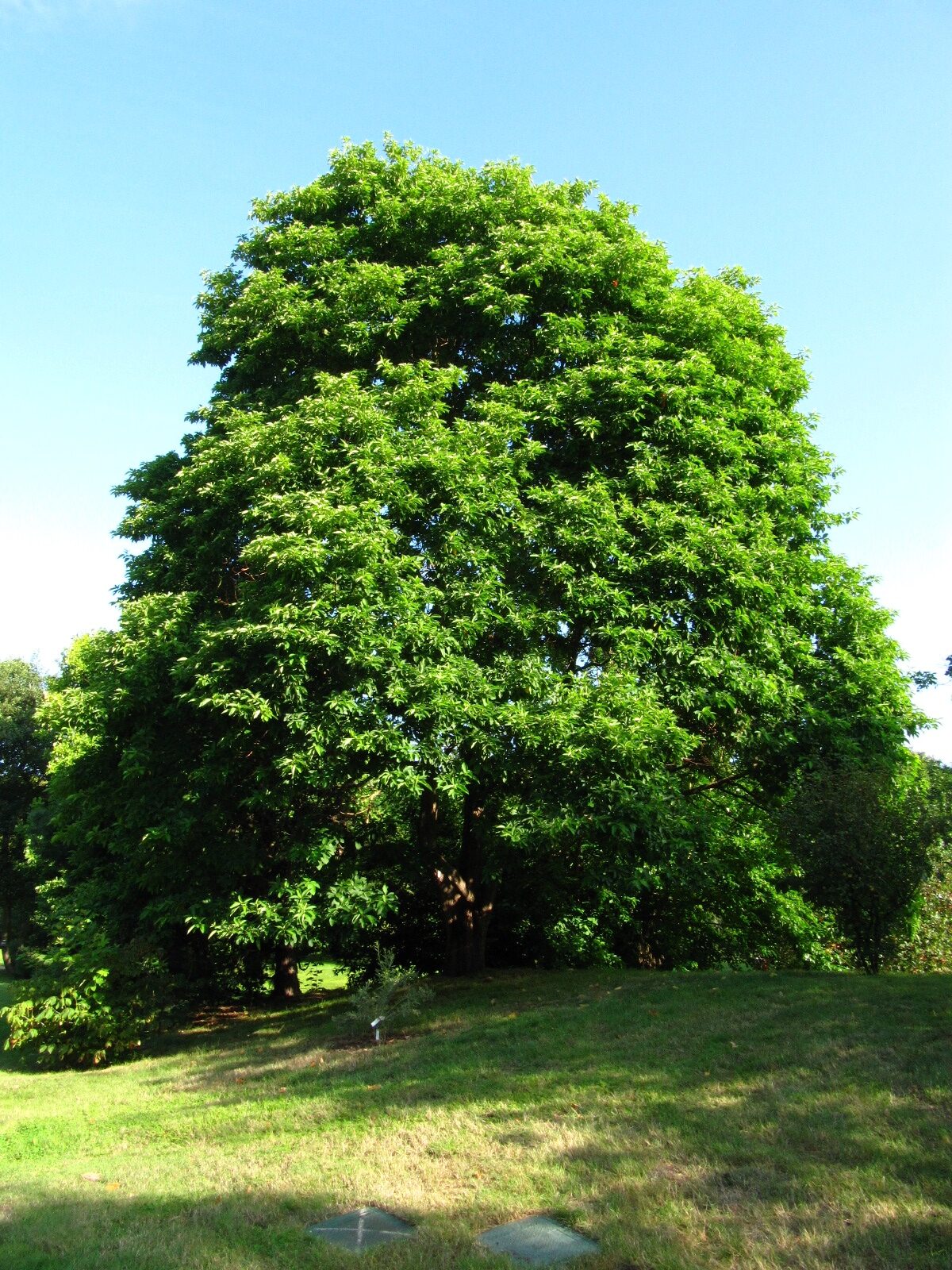 albidum Sassafras