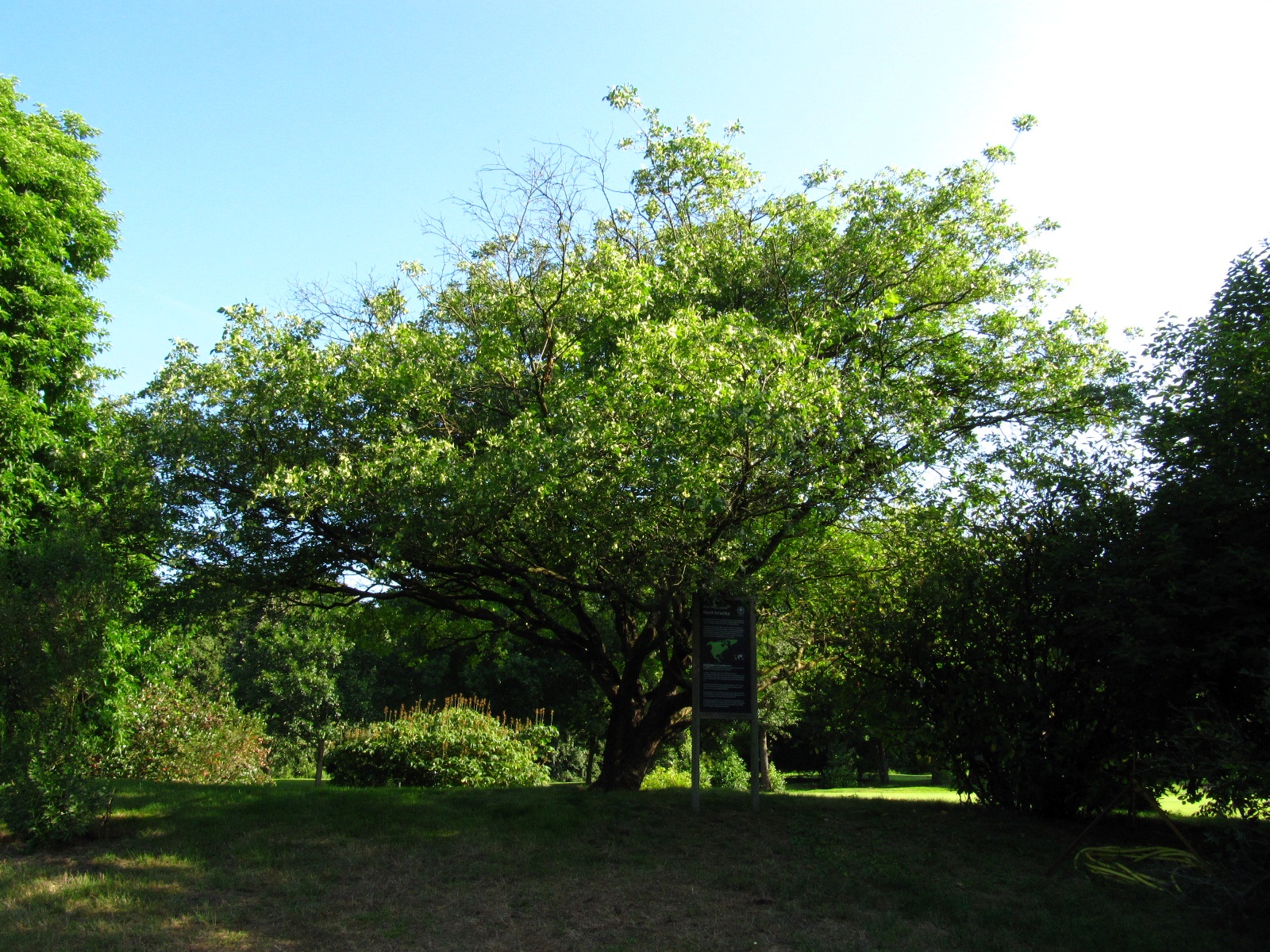 Ptelea trifoliata
