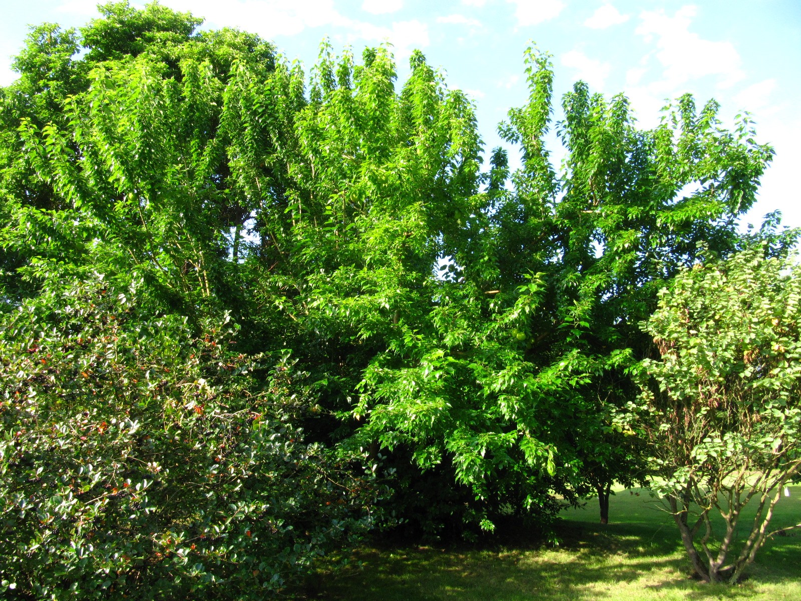 'Inermis' Maclura pomifera