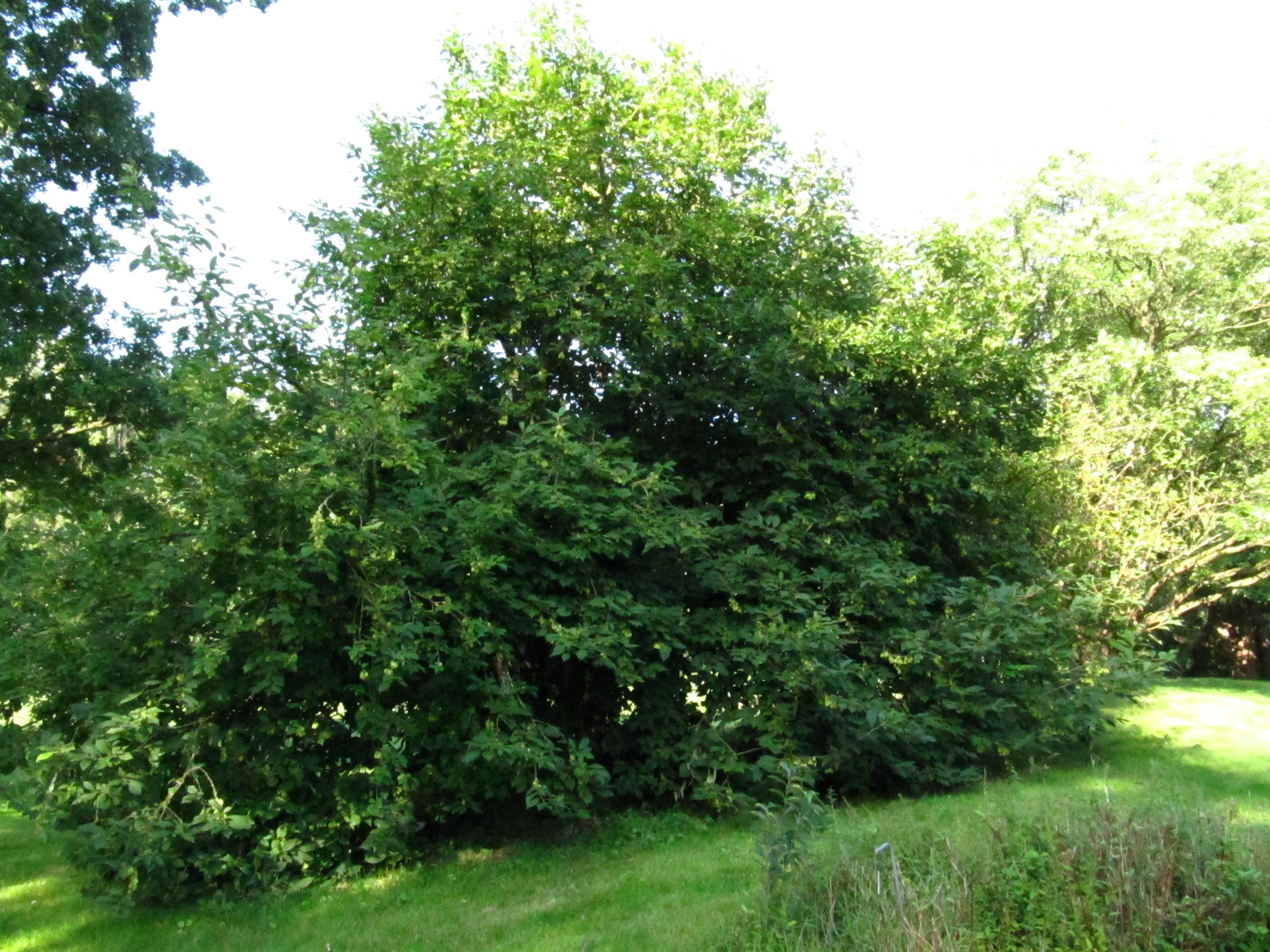 carolina Halesia