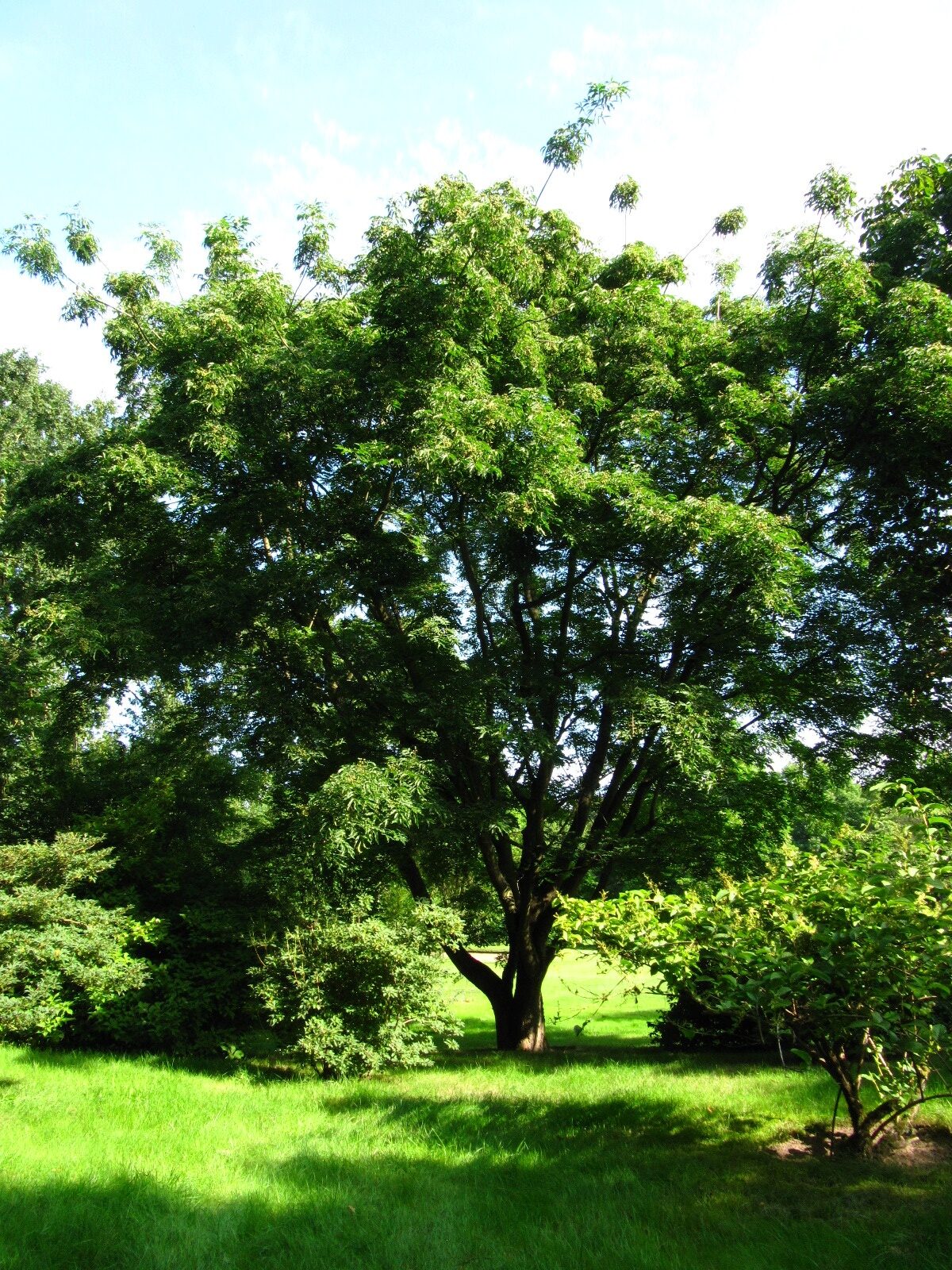 amurense Phellodendron var. sachalinense