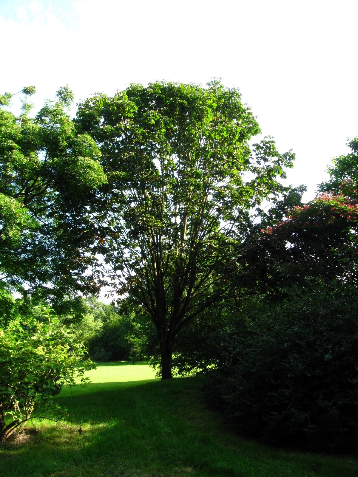 Aesculus turbinata