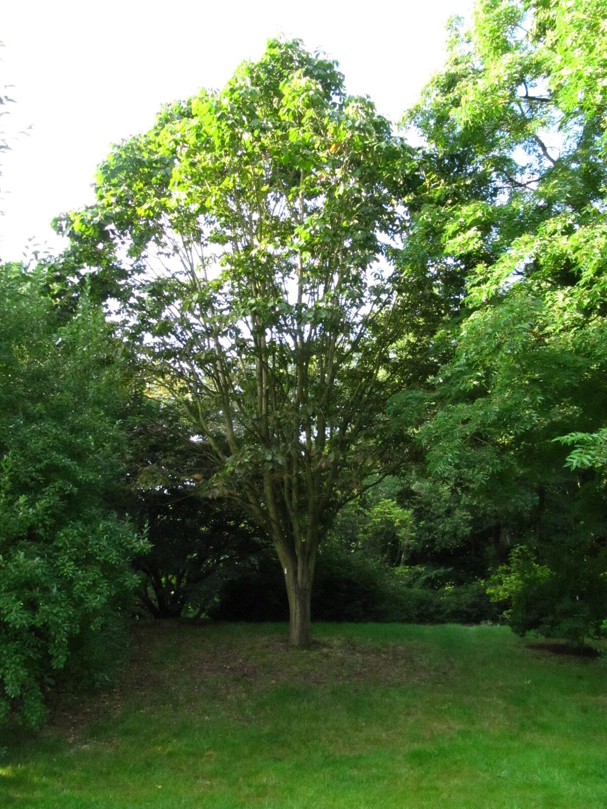 Aesculus turbinata - Iken Arboretum HB- Oberneuland - Aug. 2025