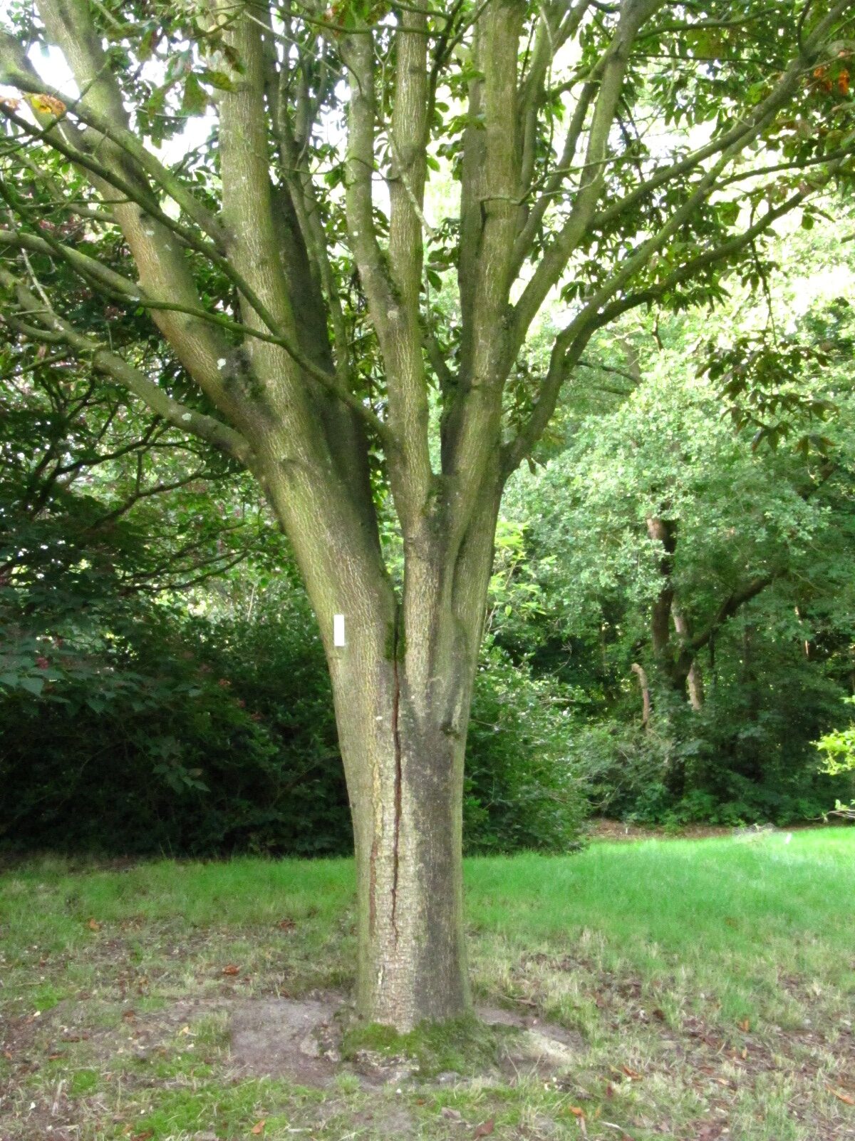Aesculus turbinata - Iken Arboretum HB- Oberneuland - Aug. 2025