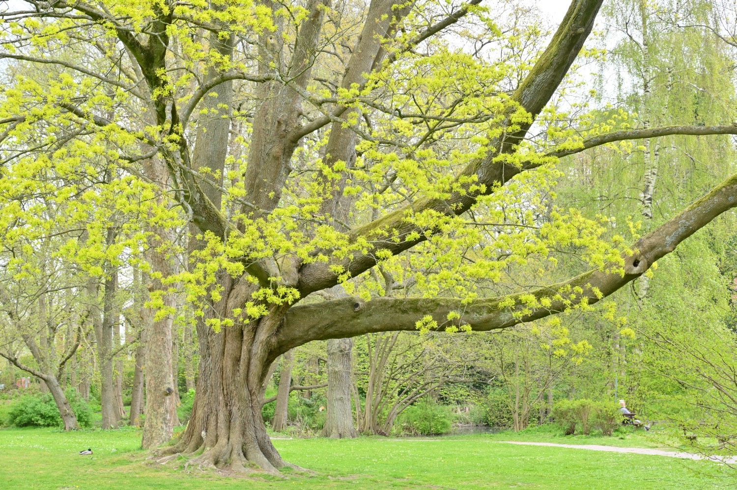 Acer platanoides - Kiel, Park Forstbaumschule - April 2022