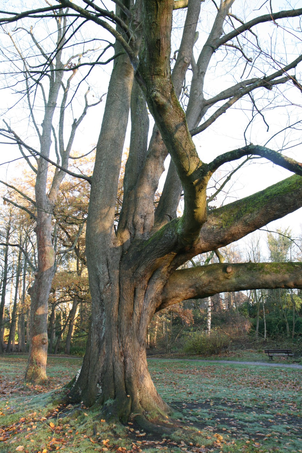 Acer platanoides