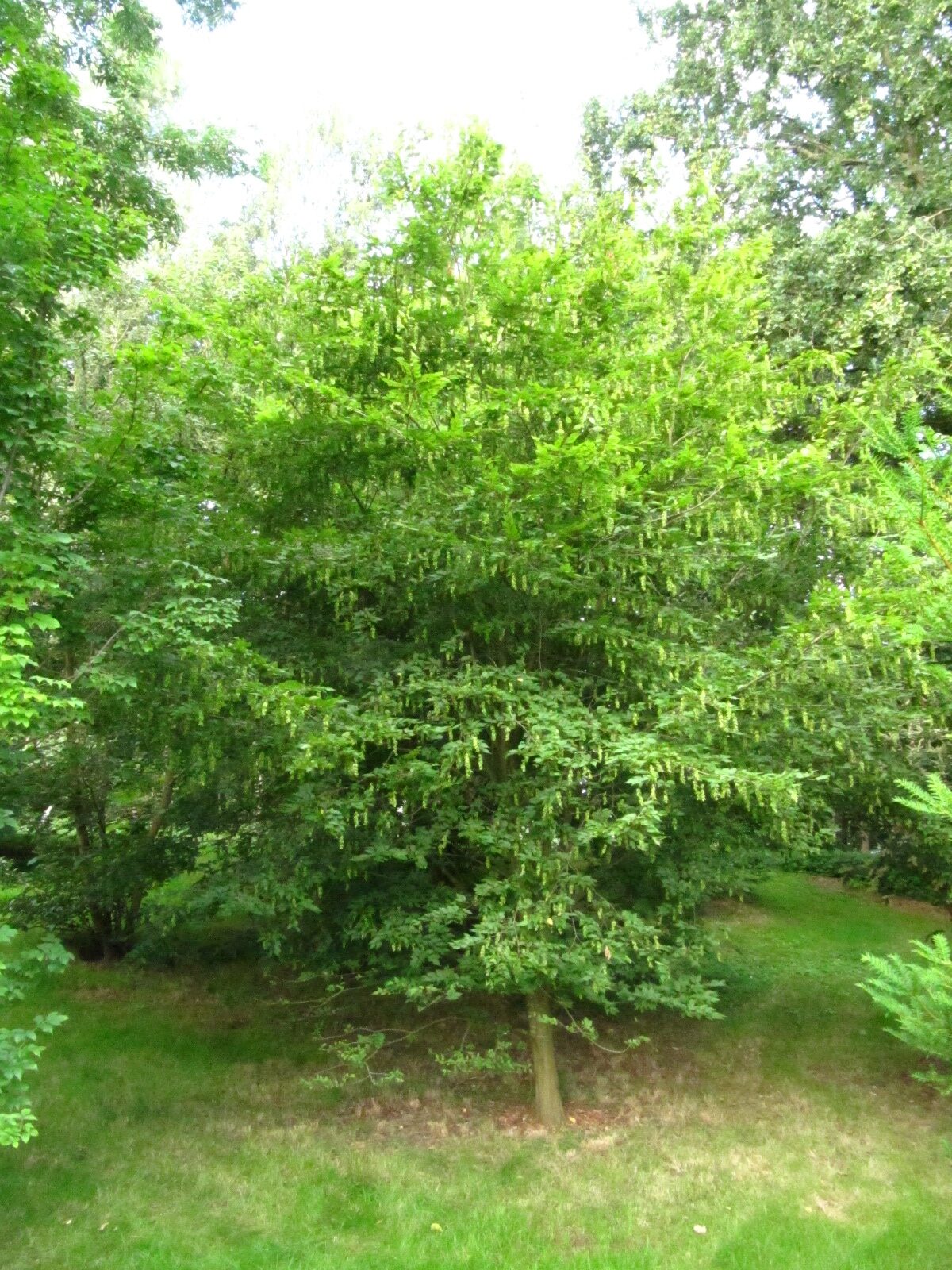 Carpinus laxiflora