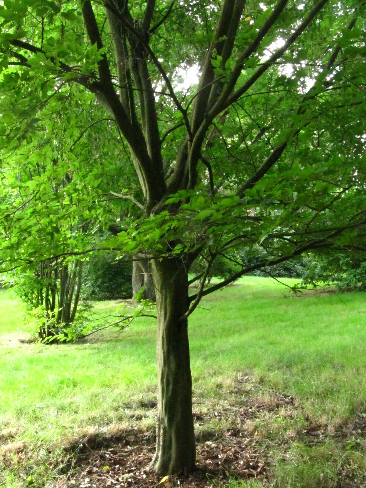 Carpinus laxiflora - Iken Arboretum HB-Oberneuland - Aug. 2025