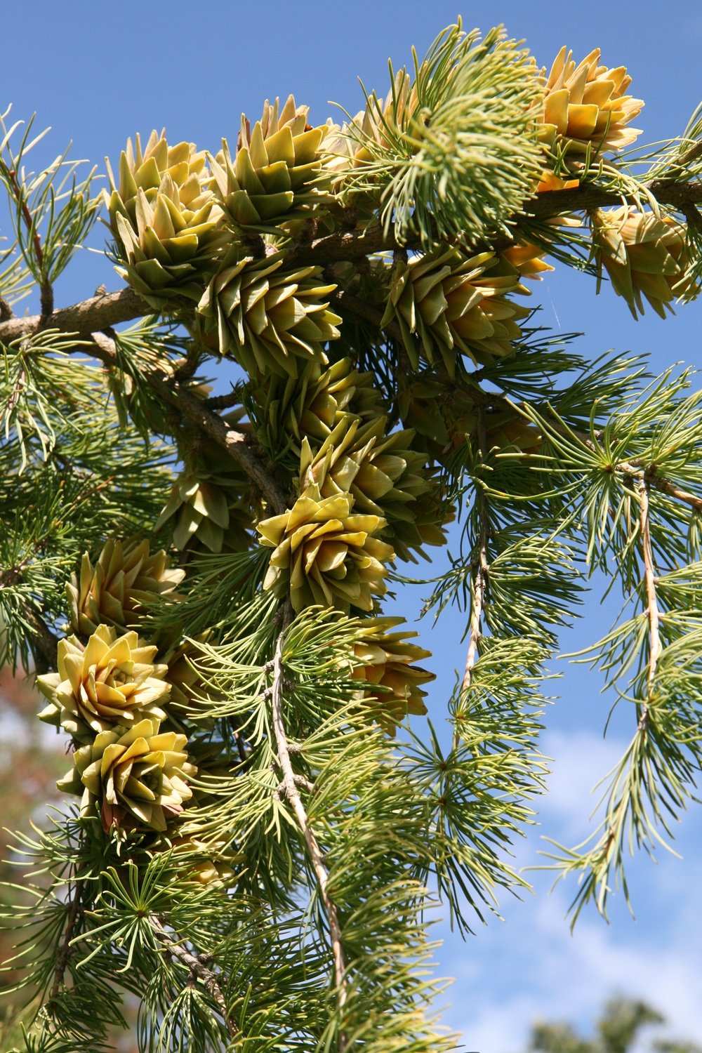 Pseudolarix amabilis im Fasanengarten in Karlsruhe - Sept. 2025