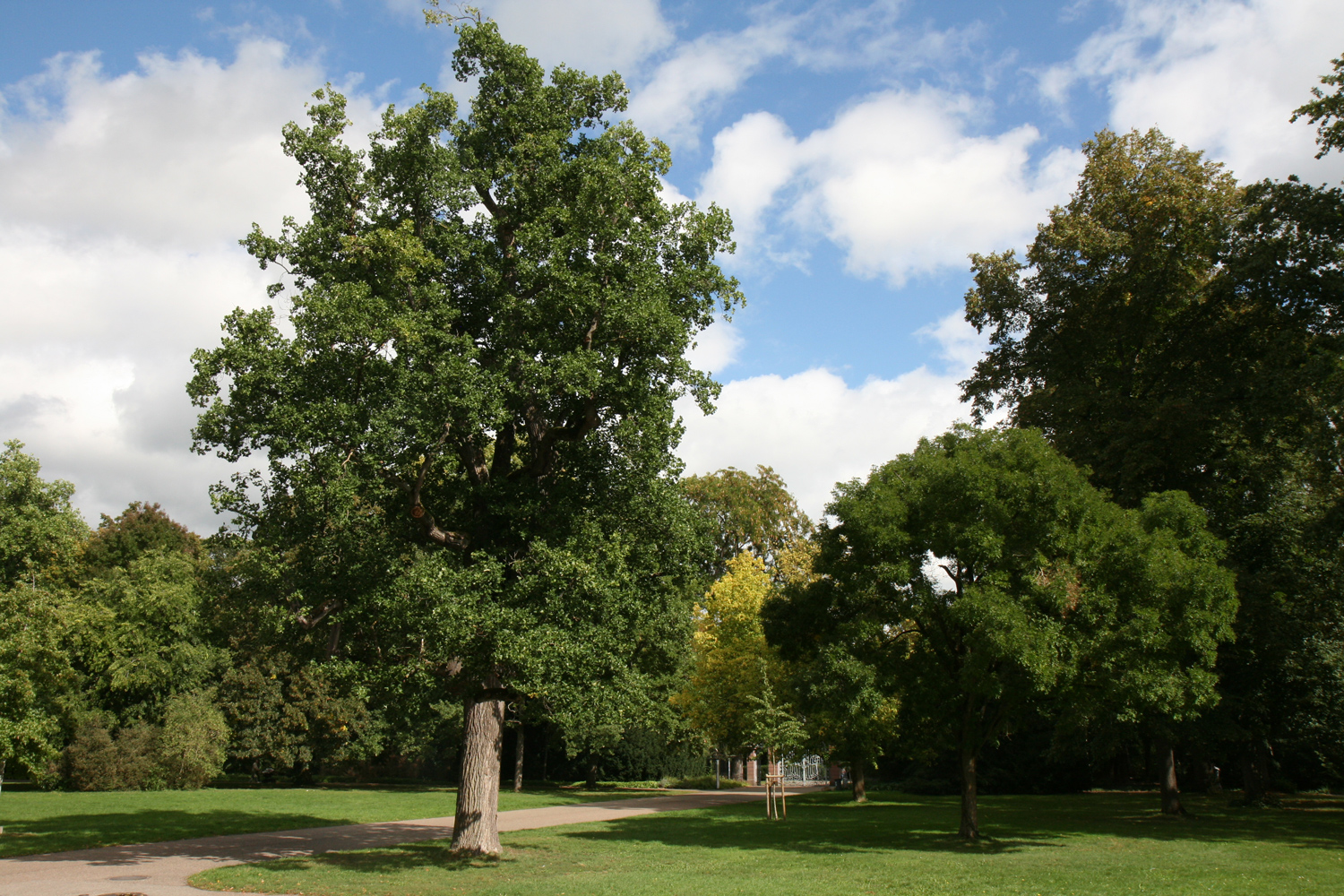 'Crispum' Liriodendron tulipifera