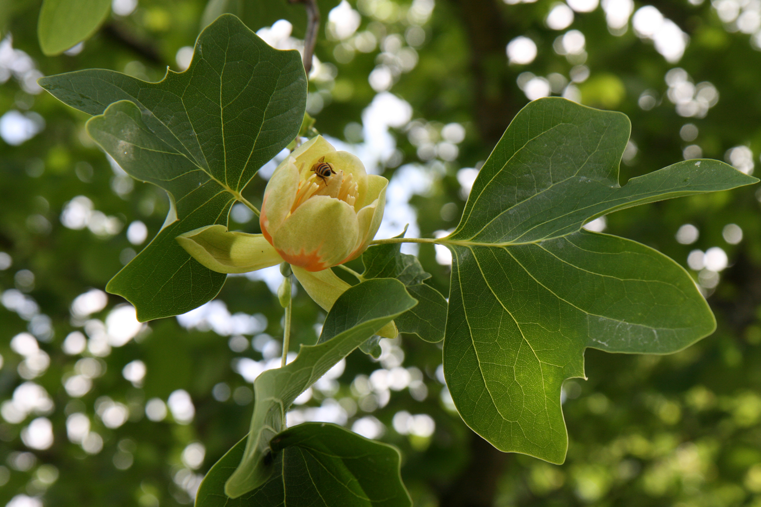Liriodendron tulipifera 'Crispum' im Schlossgarten Karlsruhe - Sept. 2025