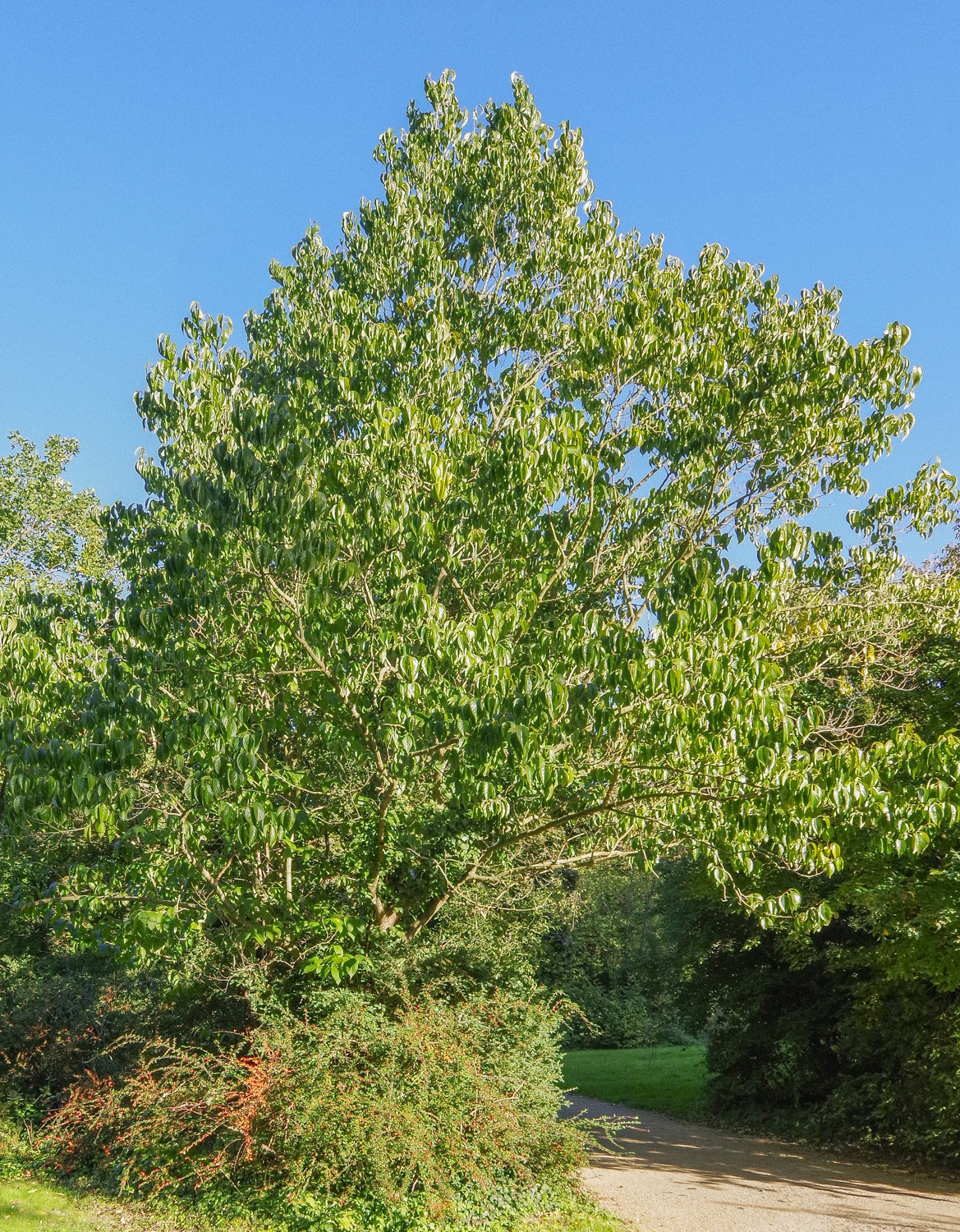 Eucommia ulmoides
