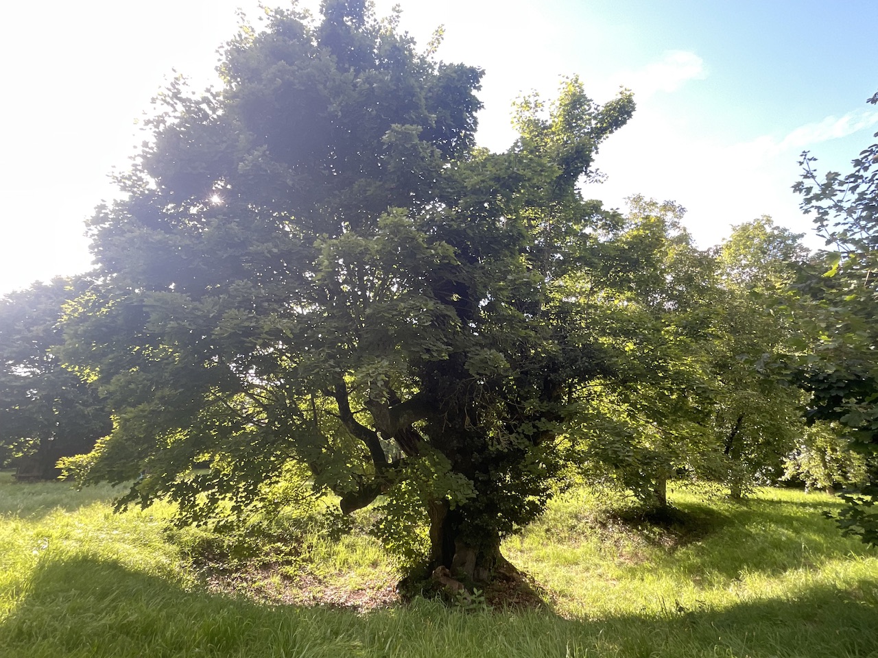 Acer platanoides - Schillingsfürst - August 2025