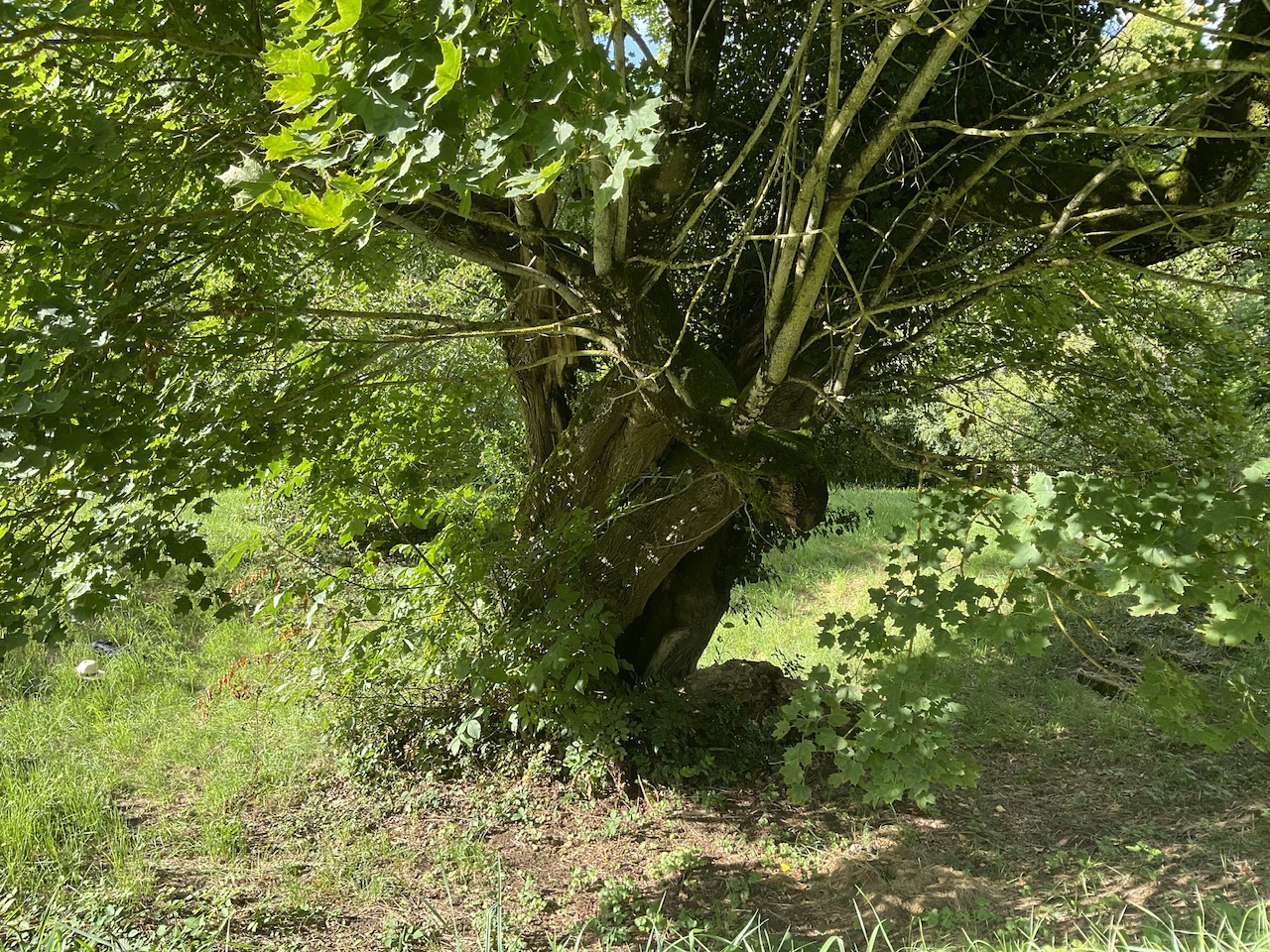 Acer platanoides - Schillingsfürst - August 2025