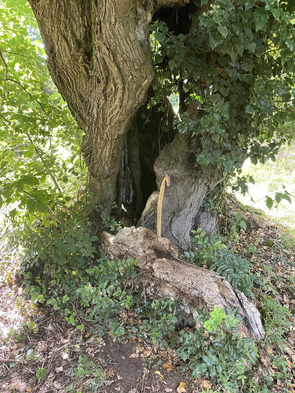 Acer platanoides - Schillingsfürst - August 2025
