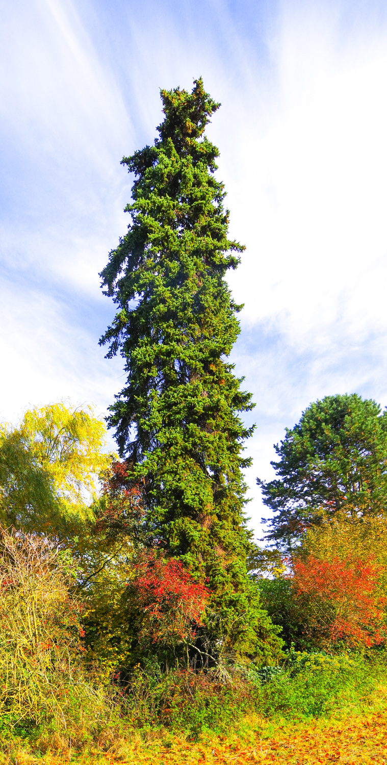 Picea pungens
