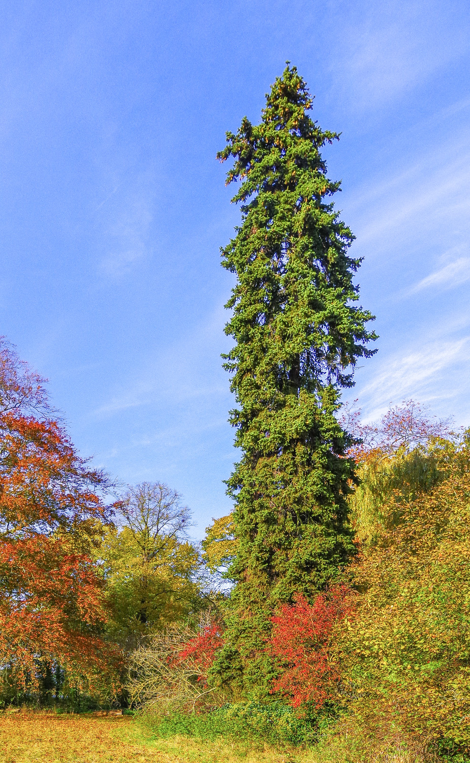 Picea pungens - Potsdam - Nov. 2023