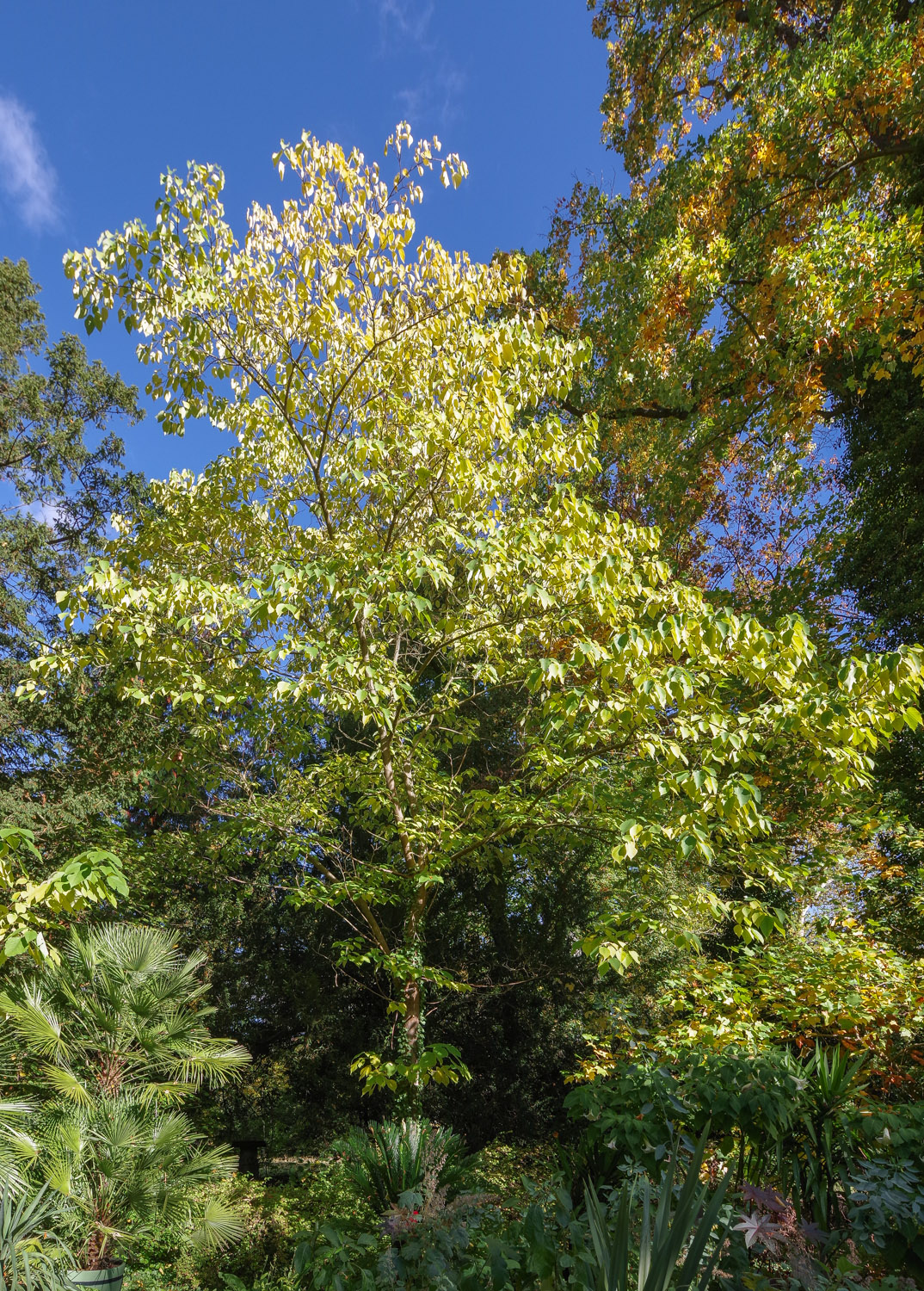 Broussonetia papyrifera