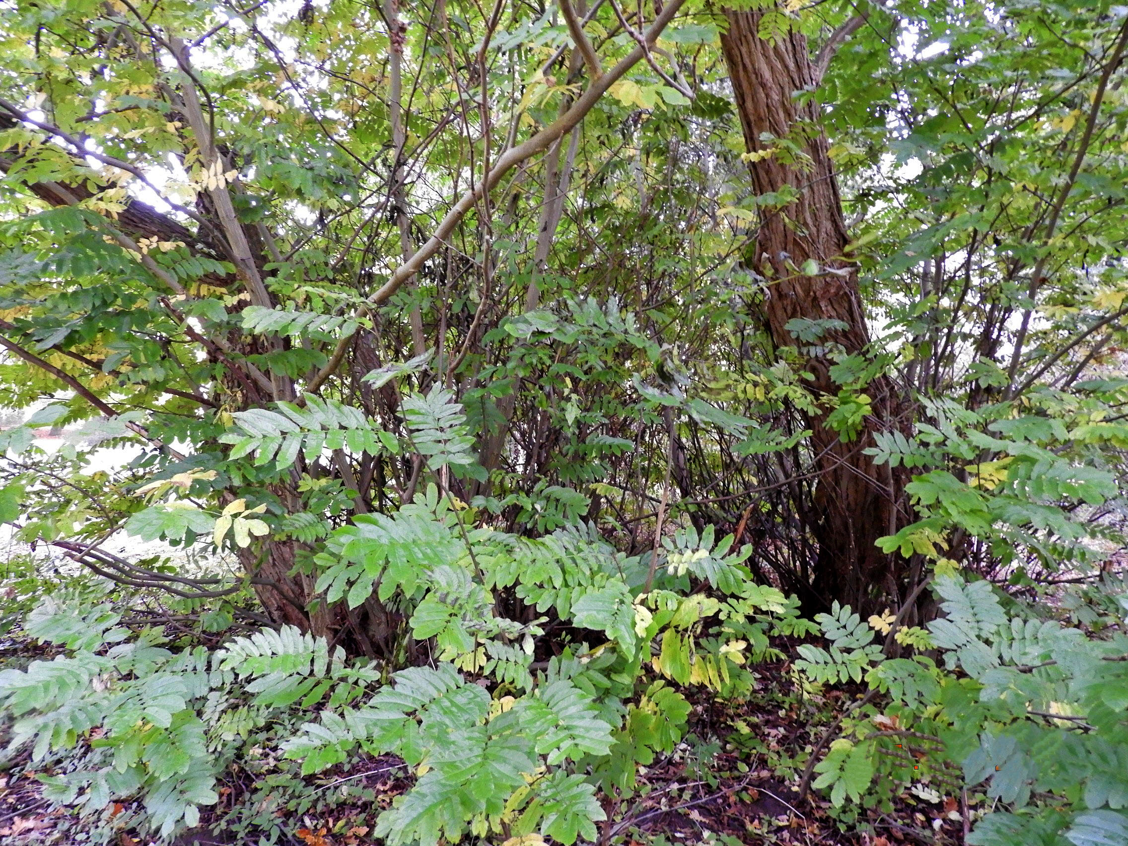 Pterocarya fraxinifolia - Gut Hohen Luckow, Gruppenfoto der beiden Stämme, mit Stockausschlag - Okt. 2025