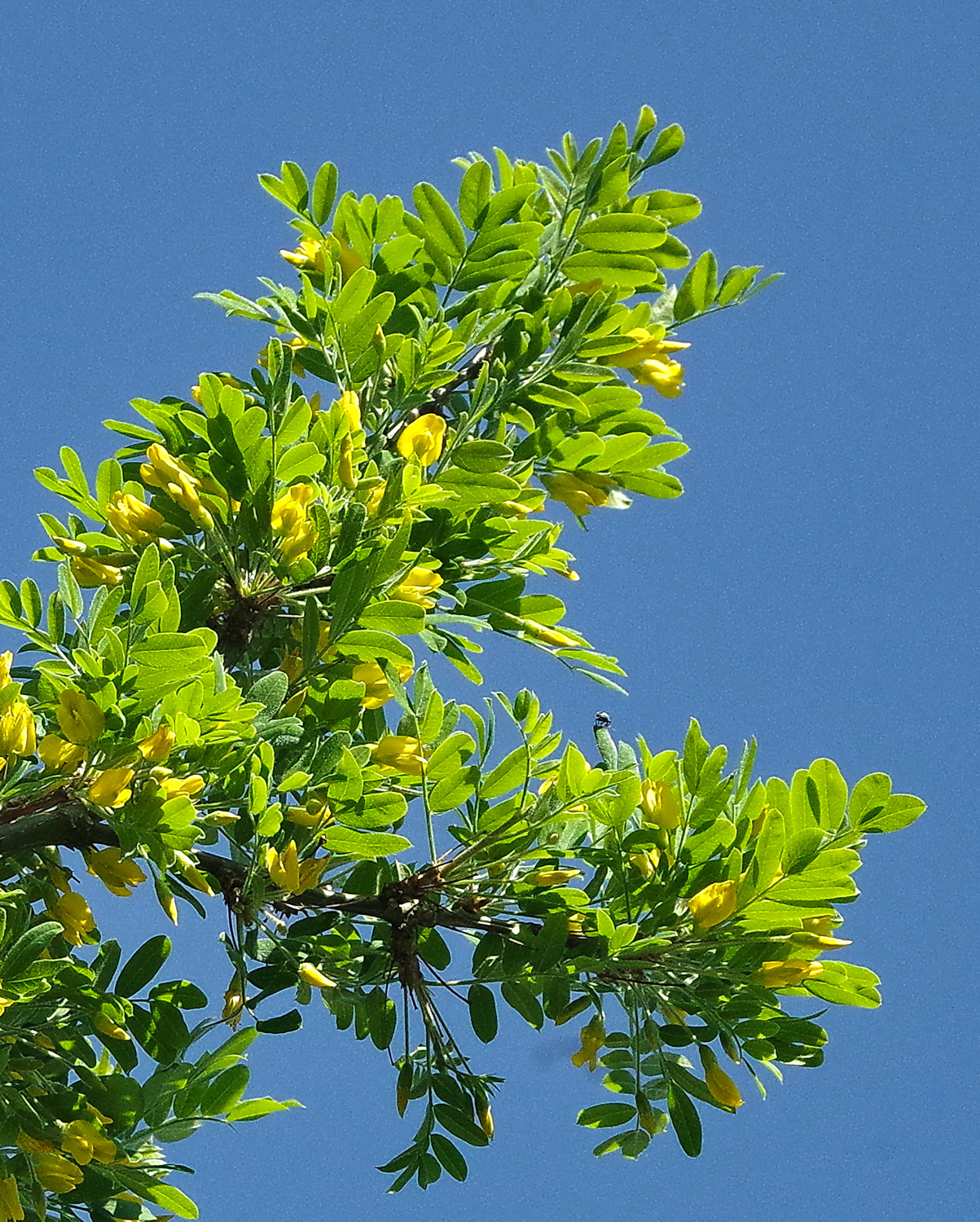 Cladrastis kentukea - Potsdam - Mai 2016
