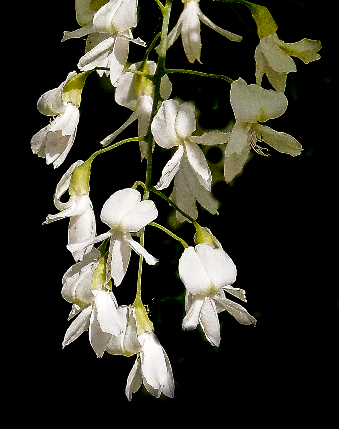 Cladrastis kentukea - Potsdam - Juni 2015