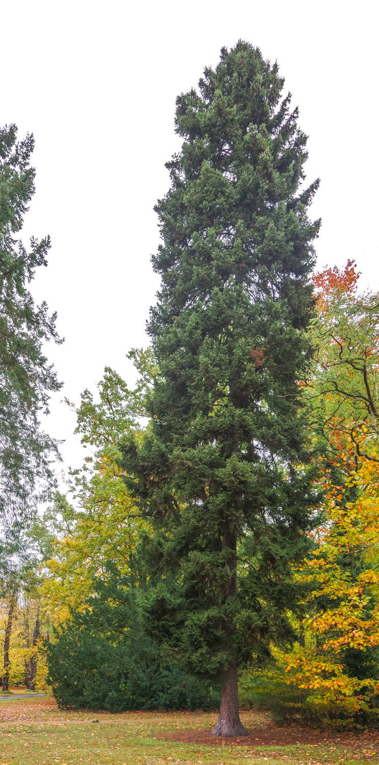 orientalis Picea