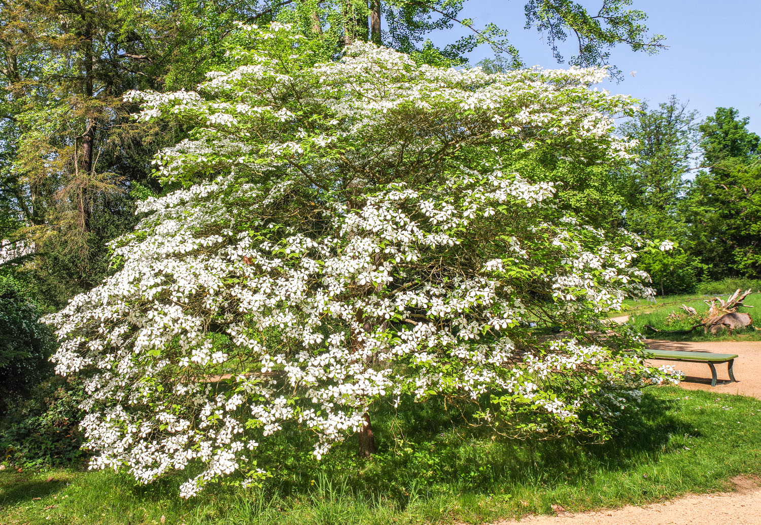 Cornus florida