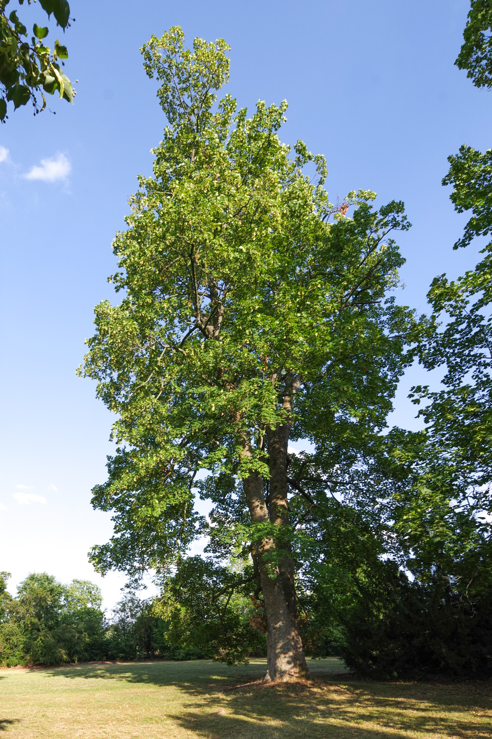 Acer pseudoplatanus