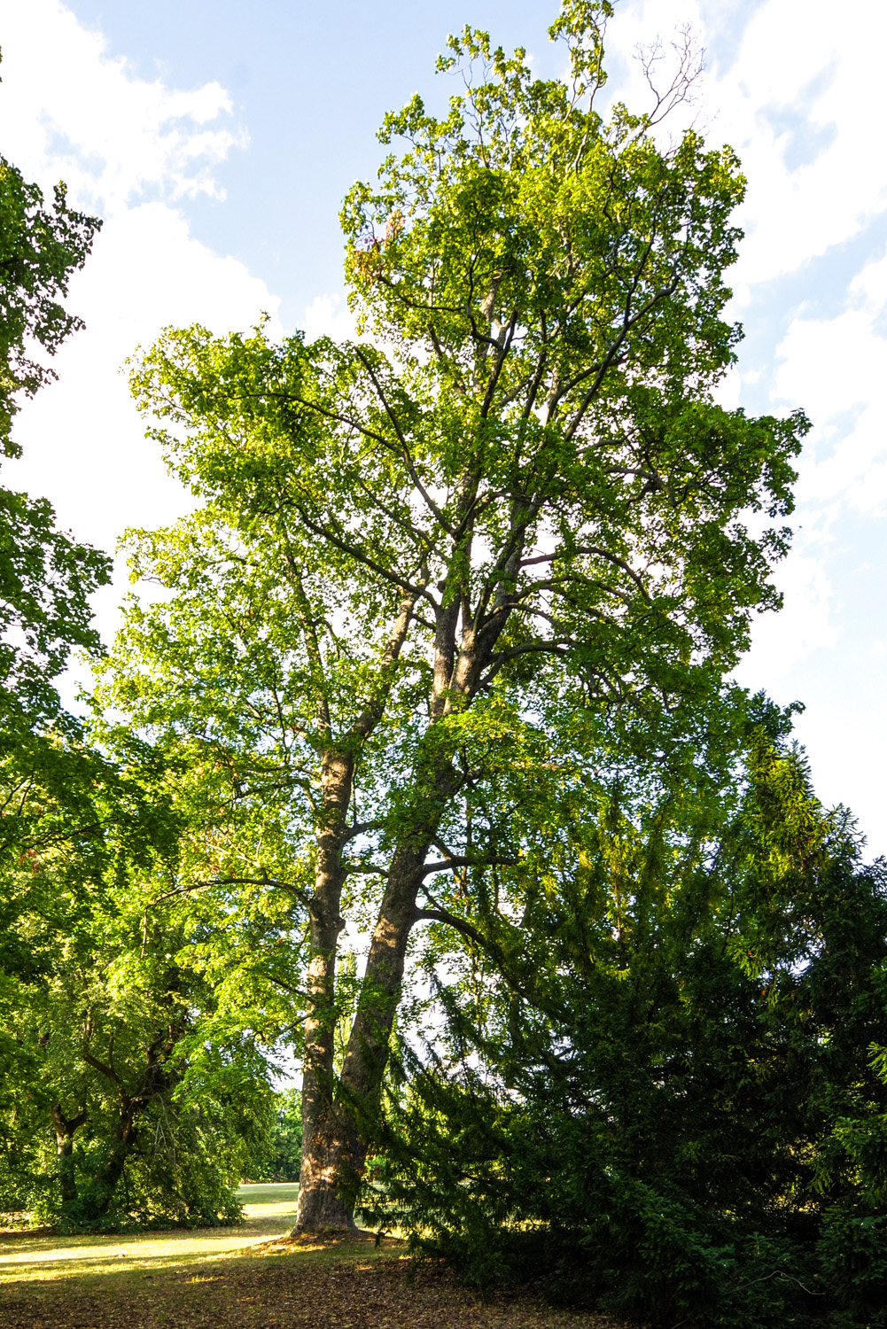 Acer pseudoplatanus - Potsdam, Neuer Garten - Juli 2019