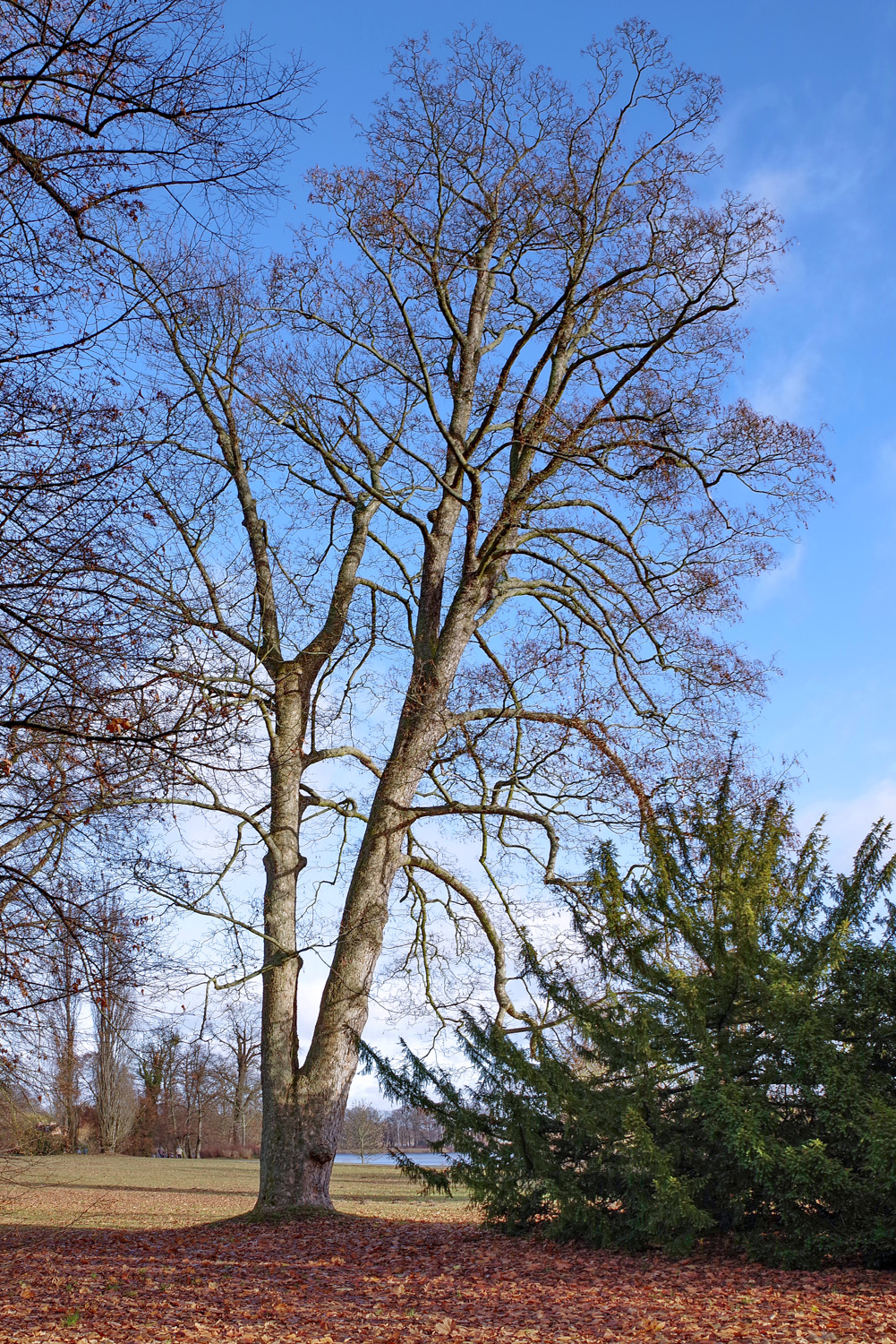 Acer pseudoplatanus - Potsdam, Neuer Garten - Nov. 2016