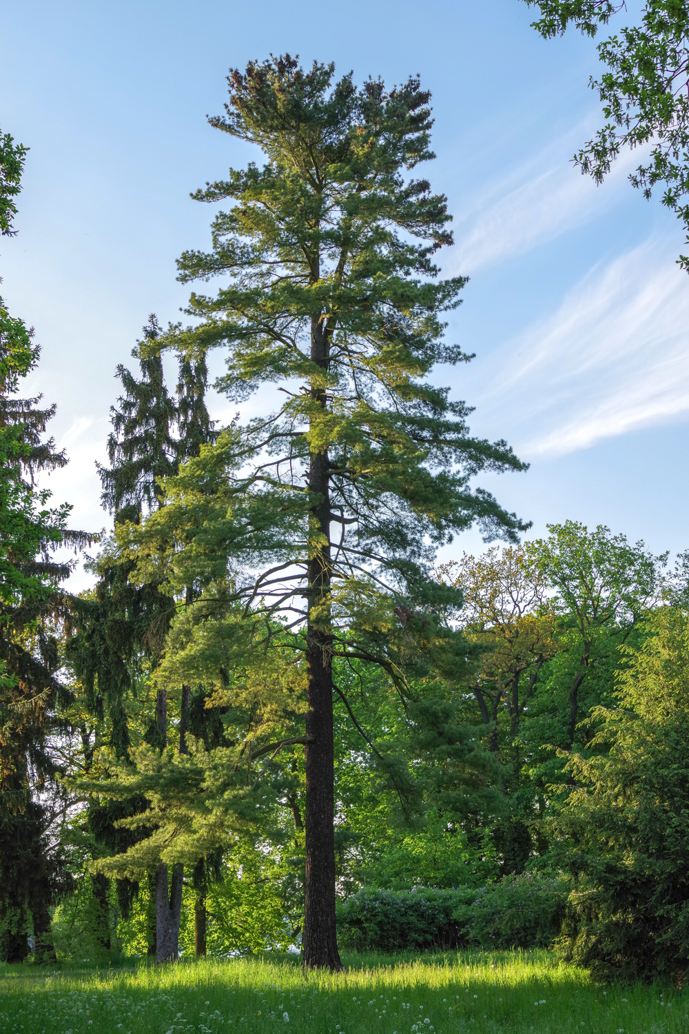 Pinus strobus