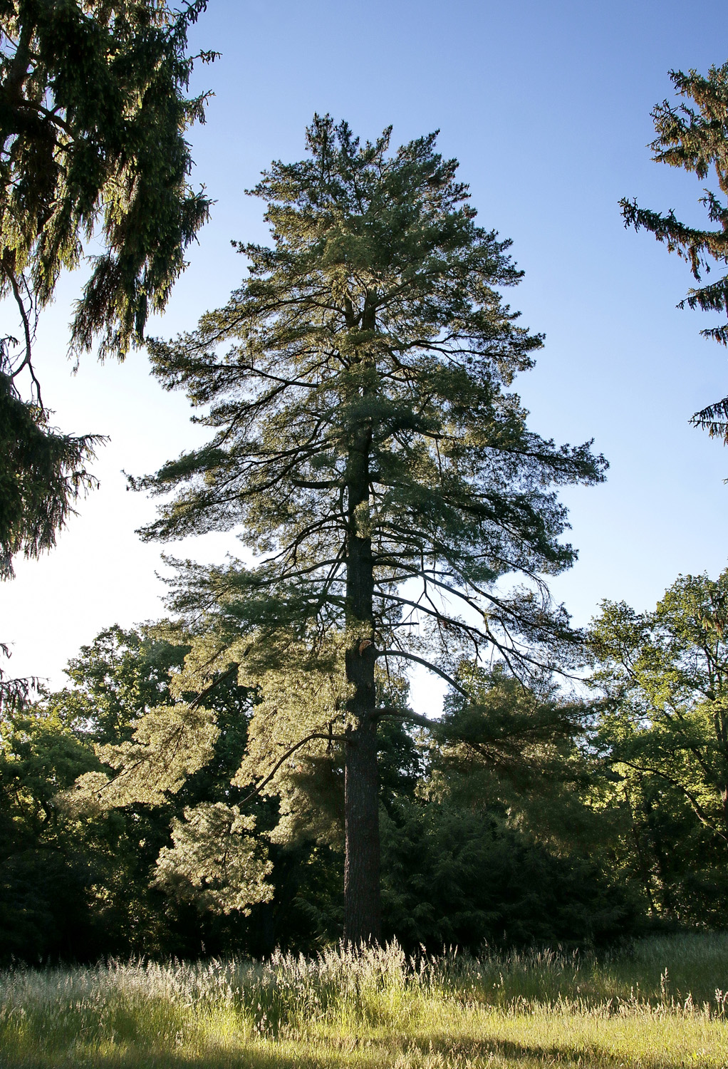 Pinus strobus - Potsdam, Neuer Garten - Juni 2015