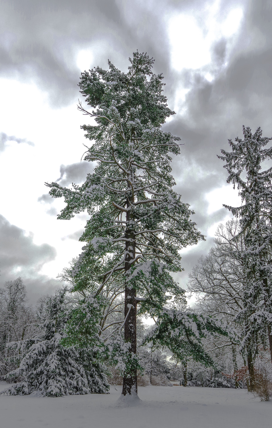 Pinus strobus - Potsdam, Neuer Garten - Febr. 2025