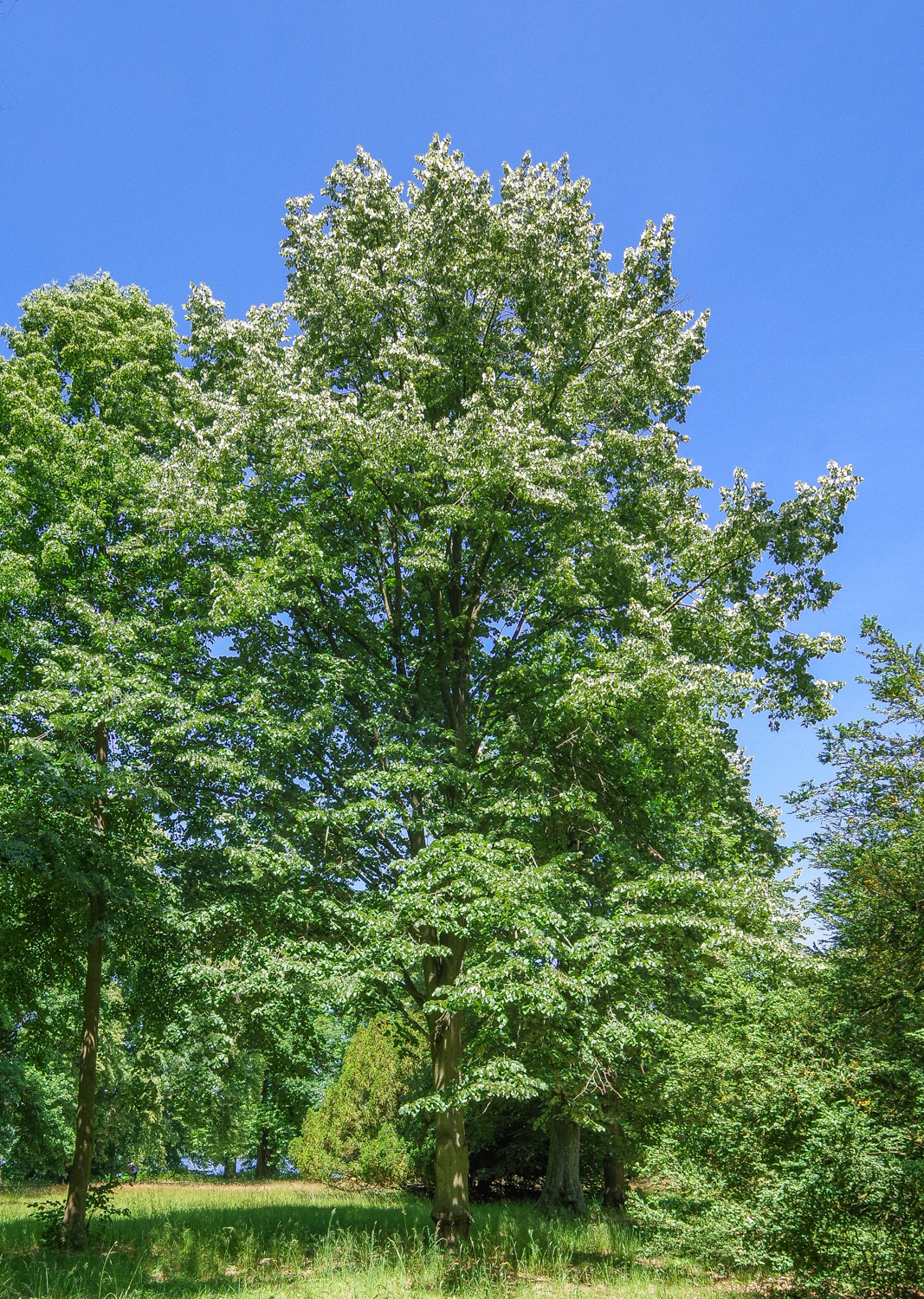 Tilia tomentosa