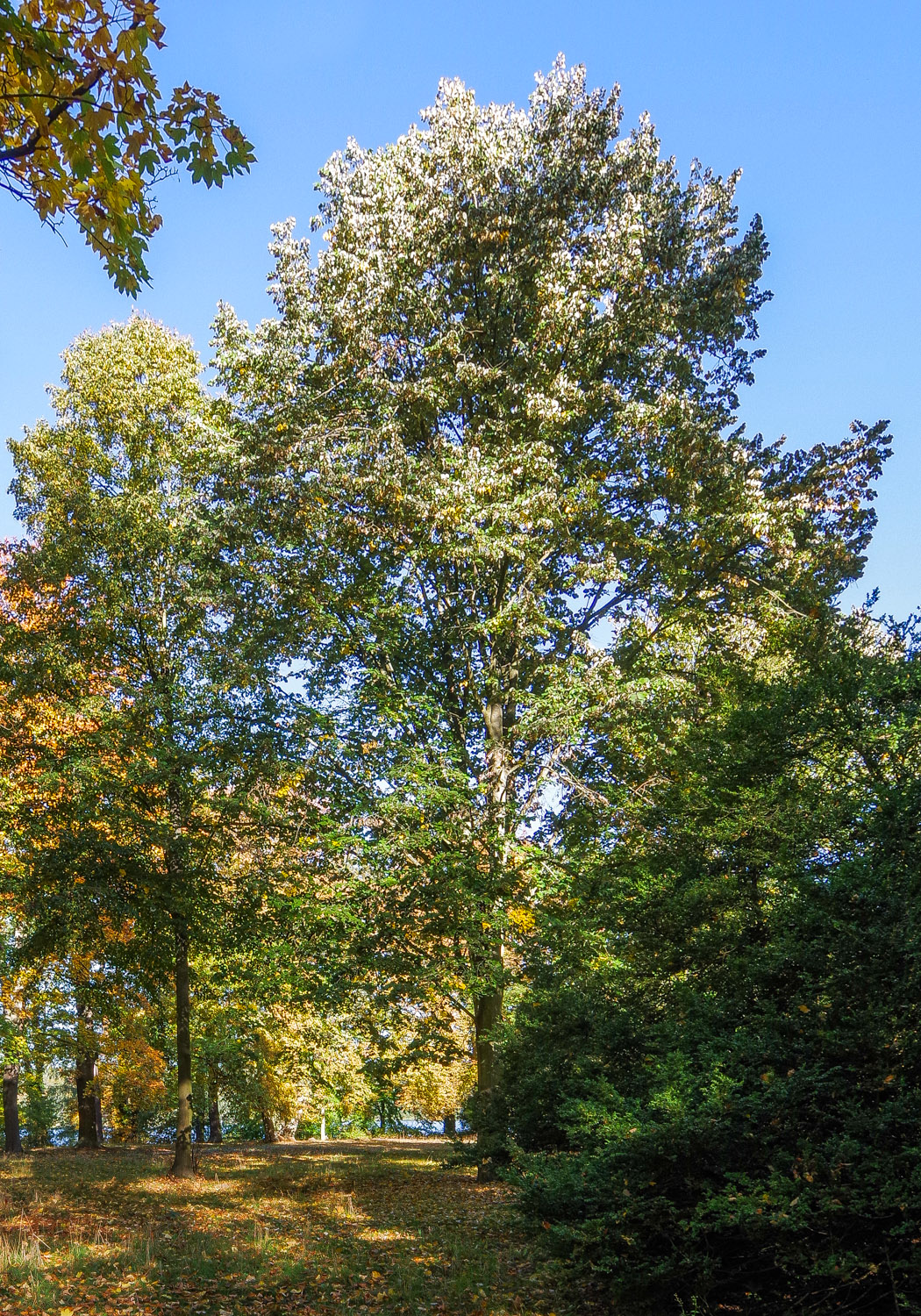Tilia tomentosa - Pfaueninsel, Berlin - Oktober 2025