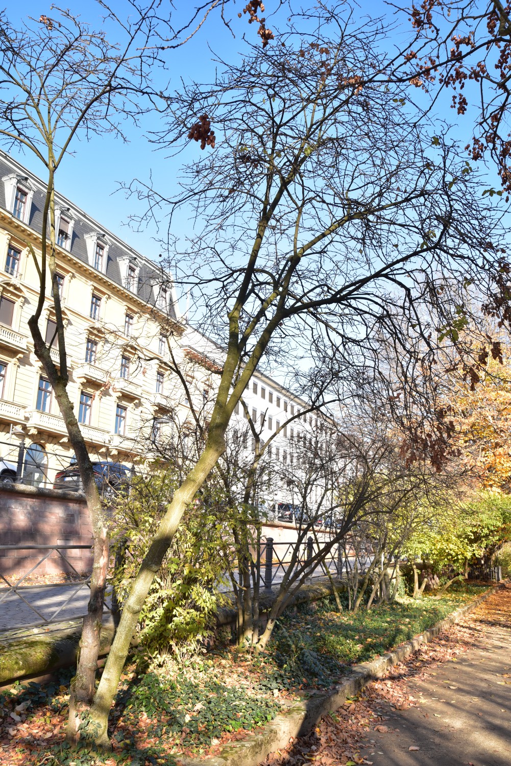 Staphylea pinnata - Frankfurt, Nizza-Park - Oktober 2020