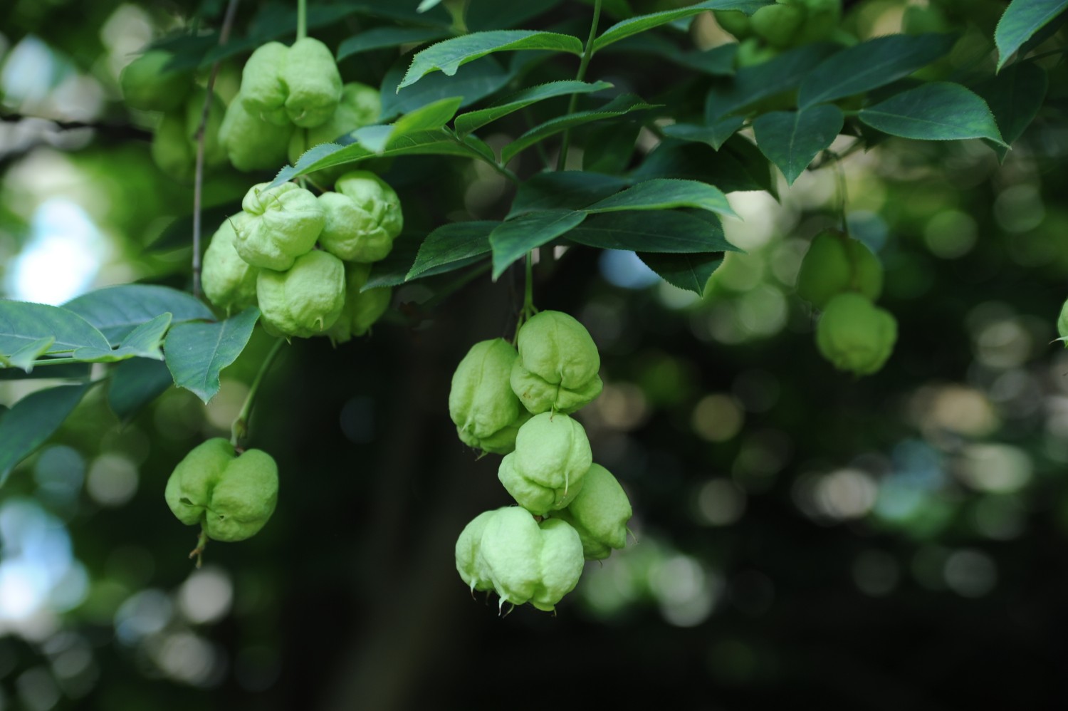 Staphylea pinnata - Frankfurt, Nizza-Park - Juni 2014