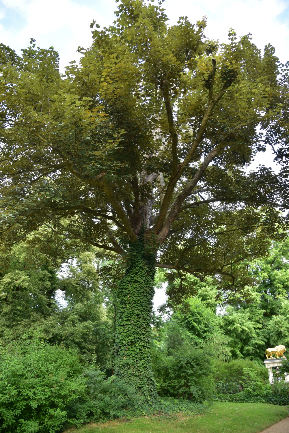 'Atropurpureum' Acer pseudoplatanus