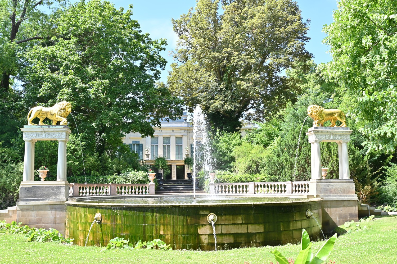 Acer pseudoplatanus 'Atropurpureum' - Berlin, Schloss Glienicke - Juni 2025